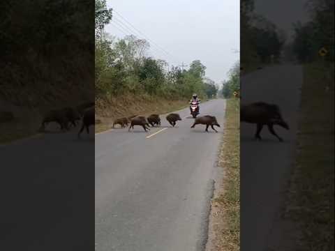 seorang pemontor melintas  tiba tiba rombongan babi menabrak pemontor itu hingga terjatuh,,????????