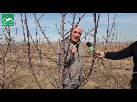 Demonstrimi praktik i krasitjes dimrore të mollës nga eksperti Mehdi Bresilla