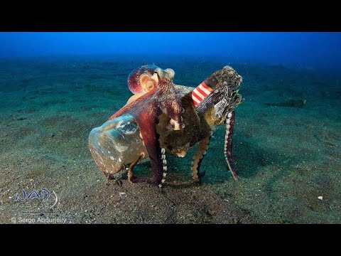 Müll bedroht unsere Ozeane: Doch diese schlauen Oktopusse nutzen unseren Abfall clever