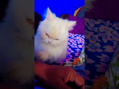 soooo cute cate 💋💋❤#by #maruf