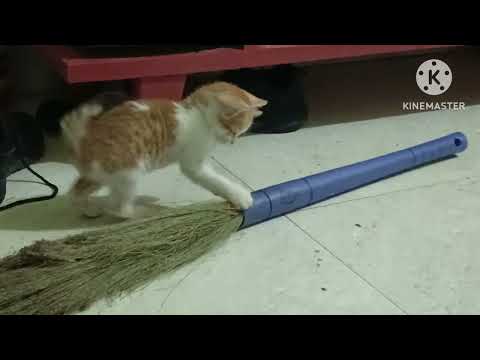 ever cat habit, playing #kitten play # cuteanimal l # animal #kitten #cutecat 