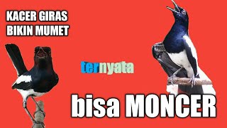 Download lagu Rawatan kacer giras agar gacor mp3