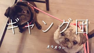 極悪パグのギャング団 | PUG LIFE in Germany【パグ犬 炭鈴】