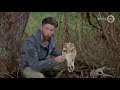 Hoe een edelhert in de kringloop van de natuur terechtkomt - BuitenGewoon