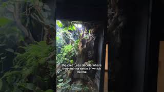 My Nerdy Little Hobby: Ecosystem Vivariums 🌿🌳🌾❤️