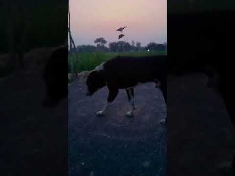 Dog ka video 🐕🐕🐕🐕