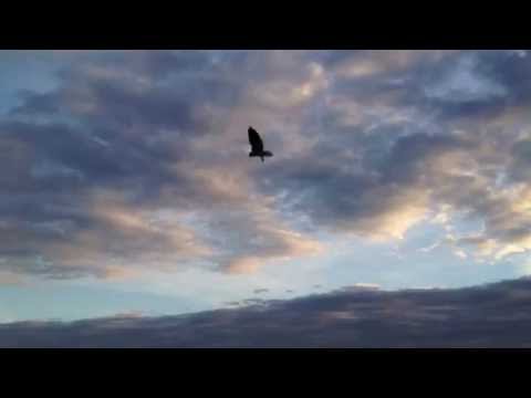 Eagle at sunset waiting for prey in Williamstown