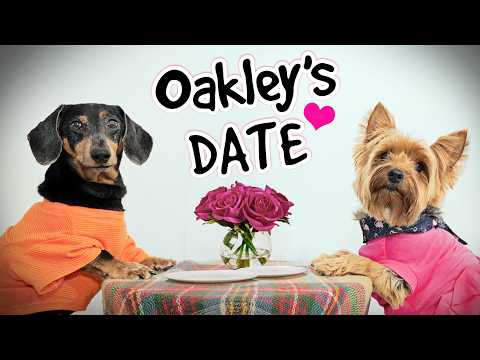Ep 55: Oakley Goes on a DATE with Mila the Yorkie!