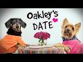 Ep 55 Oakley Goes On A DATE With Mila The Yorkie