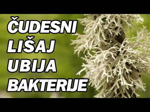NAJBOLJI PRIRODNI ANTIBIOTIK RAZARA MIKROBE - Dr Mihajlović