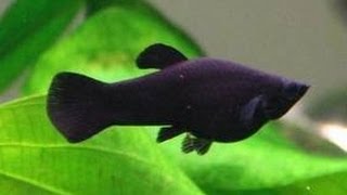 New Fish - 29 Gallon - Black Mollies