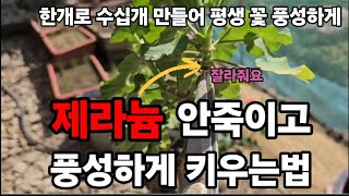 제라늄 1년내내 풍성하게 꽃피게 하려면!#제라늄키우기  #페라고륨키우기 #제라늄재배 #제라늄꽃많이피게하는방법…