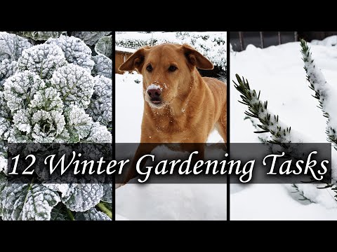 Growing Indoor Ginger Sprouted From Store Bought 2020