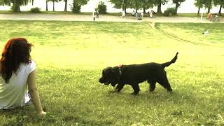 Just one Time, Mark Knopfler, Chet Atkins, Lyrics below