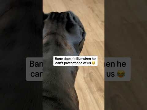 Bane is still iffy about the mailbox 😂  Part 1 #canecorso #RaisingBane #funnydogs #funnyvideos