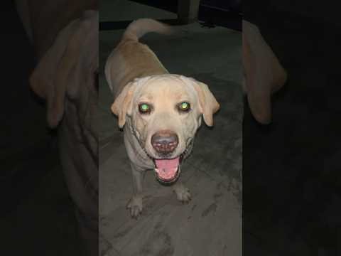 Labrador barking 🫨 #Labrador #viral #sound #barking