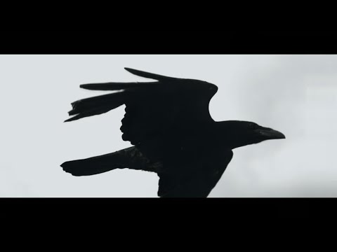 Blackbirds - Linkin Park