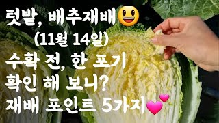 배추