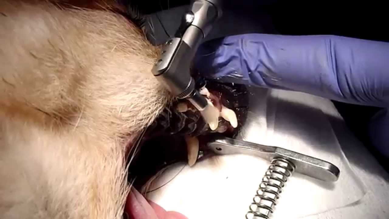 polerowanie zębów u psa