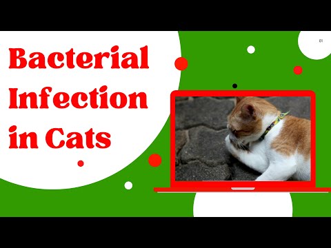 Bacterial Infection in Cats : Symptoms, Causes, Diagnosis And Treatment