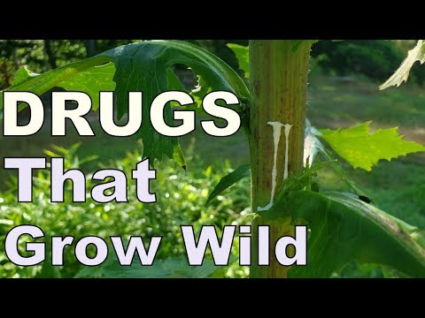 5 Drugs that grow wild in our back yards and neighborhoods (temperate climate US)