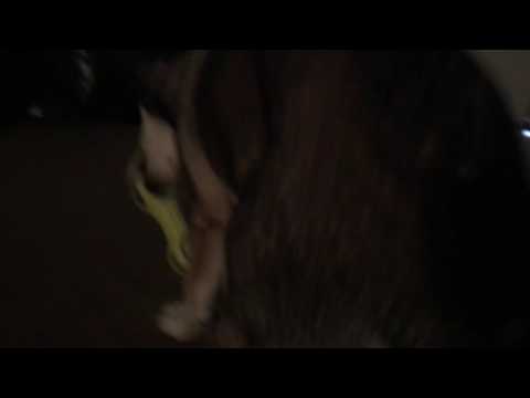 Husky having fun with his new Kong toy