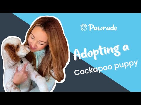 Oliver the Cockapoo