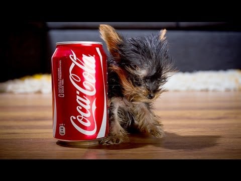 世界上最小的小狗！比可樂還要少一點！誇張！