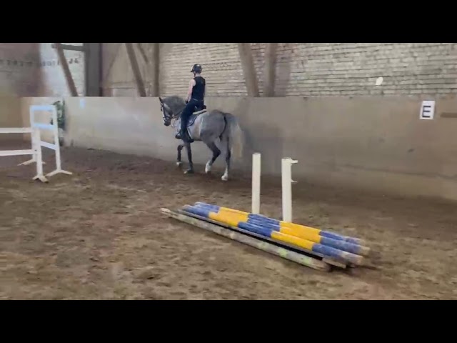 Riding movie at home Pole Position EE Z (Pacha van Costersveld x Numero Uno).