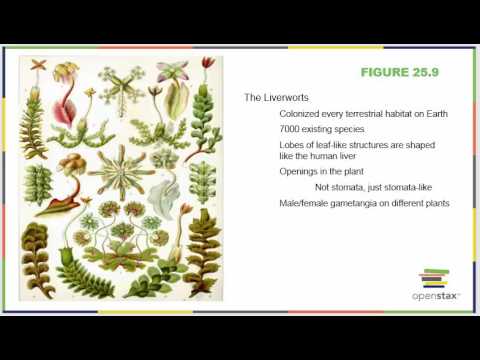 Bio 181 Chapter 25 OpenStax