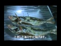 グルクンの煮付け･･沖縄料理