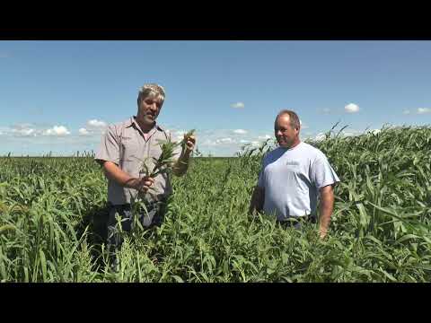 Brown Top Millet Cover Crop | Test Plot Summer 2016