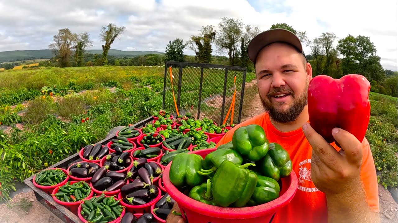 HARVEST TIME, but someone is missing