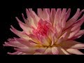 Tango Delle Rose - Al Caiola