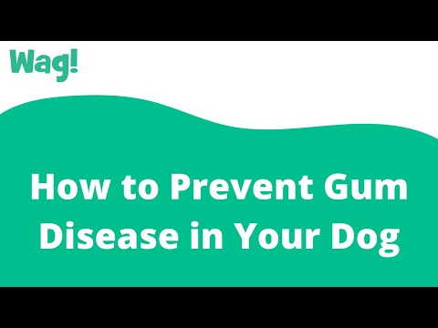 How to Prevent Gum Disease in Your Dog | Wag!