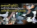 Pigeons in sri lanka pric and names