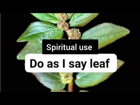 SPIRITUAL USE OF DO AS I SAY LEAF