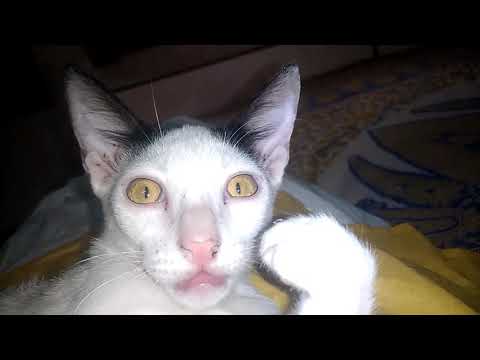 Cleaning ny paws jun 30