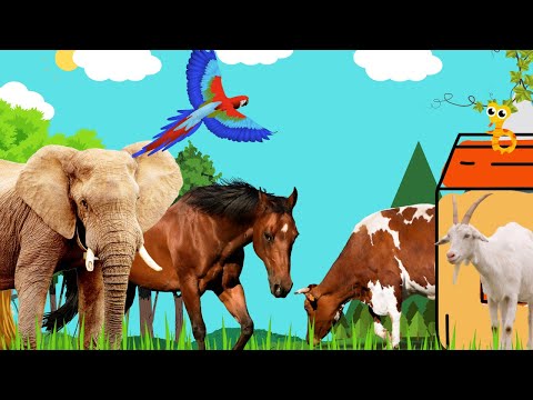 Animal sounds: A Sonic Adventure Through the Sounds of Snakes, Crocodiles, and Hippos.