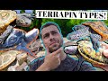 Diamondback Terrapin Subspecies *EXPLAINED*