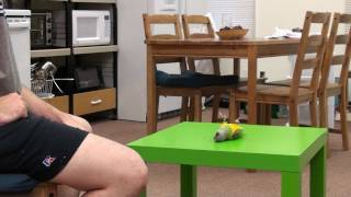 Kili Senegal Parrot - Play Dead Trick - YouTube