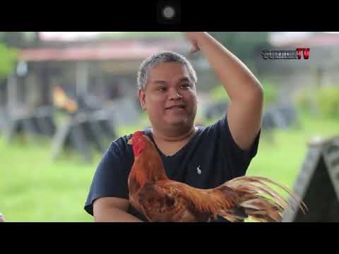 Good source of quality Asils Pareng Rico Nabong