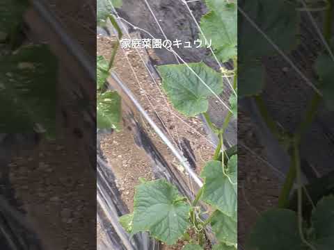 いつ、どのように庭に石灰を加えるのですか？どの植物が最も恩恵を受けるでしょうか?またその理由は何ですか?  庭園