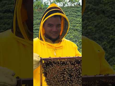 Tour de abejas en Jardín Antioquia #abejas #viajes #travel #tour #vacaciones