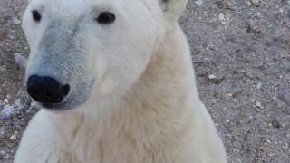 preview picture of video 'The Polar Bears of Churchill, Manitoba | Great Canadian Travel Group'