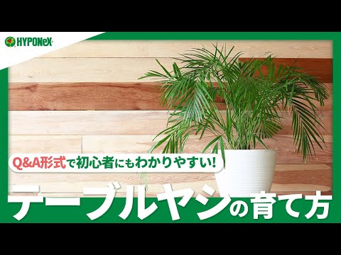 園芸 三面ヤシ、三角ヤシ