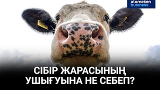 Сібір жарасының ушығуына не себеп? 