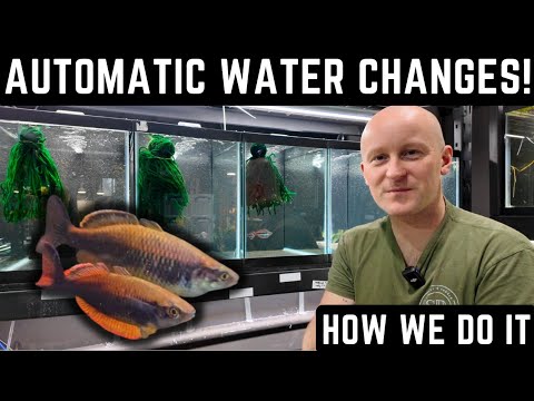 HOW TO MAKE WATER CHANGES AUTOMATIC! ADDING NEW TANKS TO THE FISH ROOM