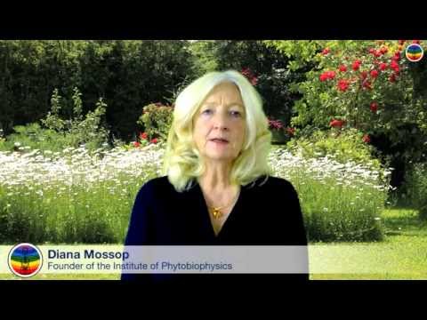 Superfit Tree Formula SF10