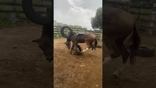 Domando cavalo brabo